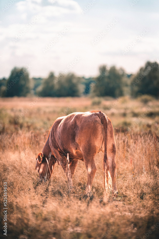 Kuh / Limousin-Rind auf sommerliche trockener Weide in einer Herde Kuh / Limousin-Rind auf sommerliche trockener Weide in einer Herde