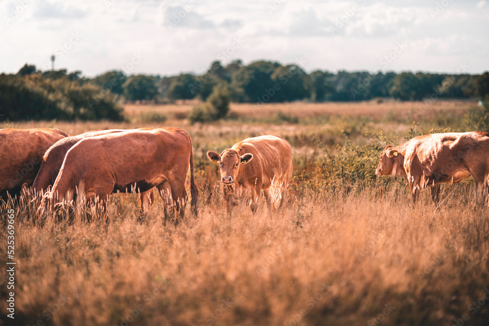 Kuh / Limousin-Rind auf sommerliche trockener Weide in einer Herde