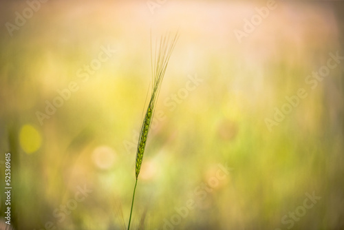 Barley on a meadow stock photo
