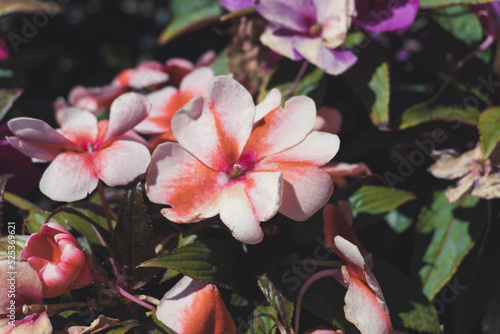 pink-white flower