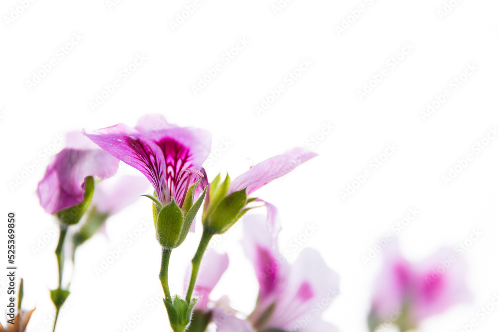 Close up of pink geraniums on a white background, with dark lines in the middle of the flower. With green stems. Close up of pink geraniums on a white background, with dark lines in the middle of the flower. With green stems.
