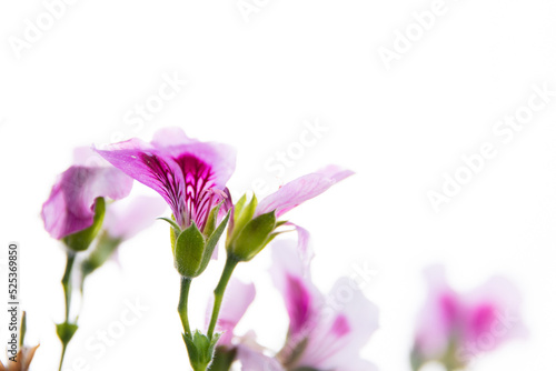 Close up of pink geraniums on a white background  with dark lines in the middle of the flower. With green stems. 