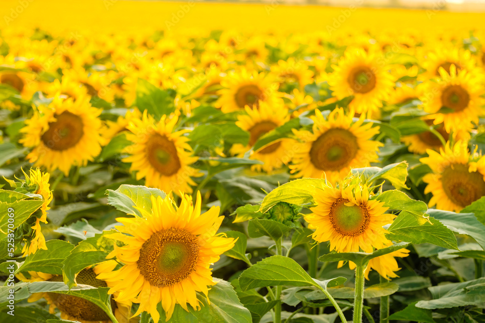 Naklejka premium Blooming sunflowers with bright yellow petals and green leaves grow in field. Agriculture in countryside on sunny summer day close view