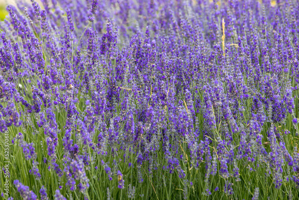 Lavender close up macro stock photo Lavender close up macro stock photo