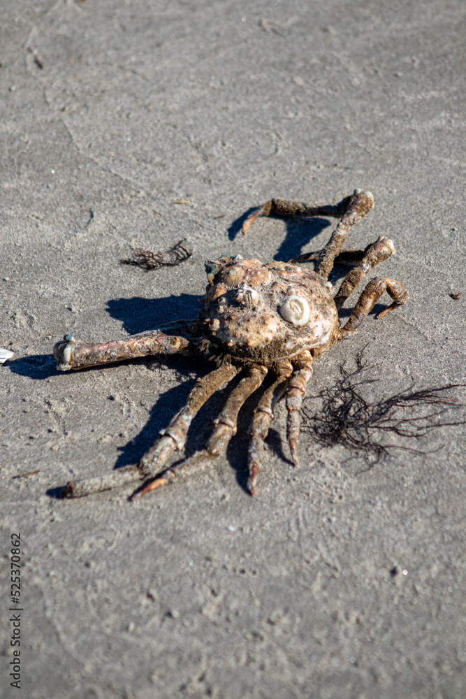 portly spider crab on the beach