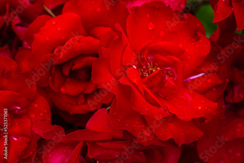 Flowering ‘Sevillana’ Floribunda Rose photo