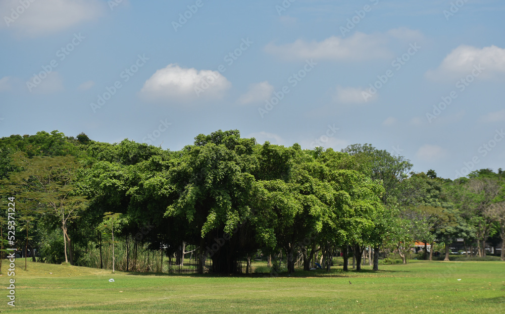 A large arched tree in the middle of a park, outdoors, with a blurry background, a refreshing sky.