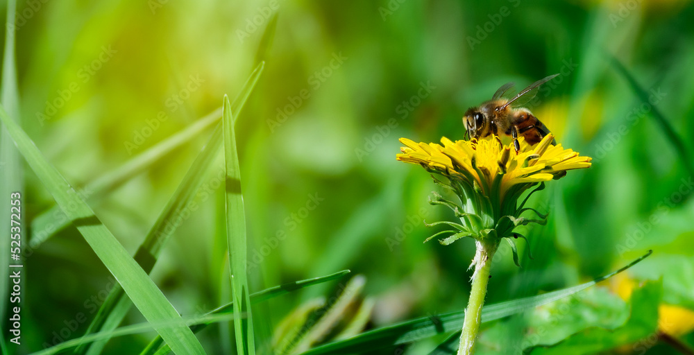close-up of a bee perched on a yellow flower, macro shot of a bee, bee collecting pollen, green background close-up of a bee perched on a yellow flower, macro shot of a bee, bee collecting pollen, green background