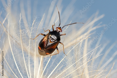 Une petite punaise prédatrice d'insectes phytophages (Deraeocoris ruber) photo