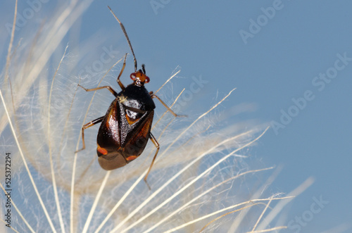 Une petite punaise prédatrice d'insectes phytophages (Deraeocoris ruber) photo