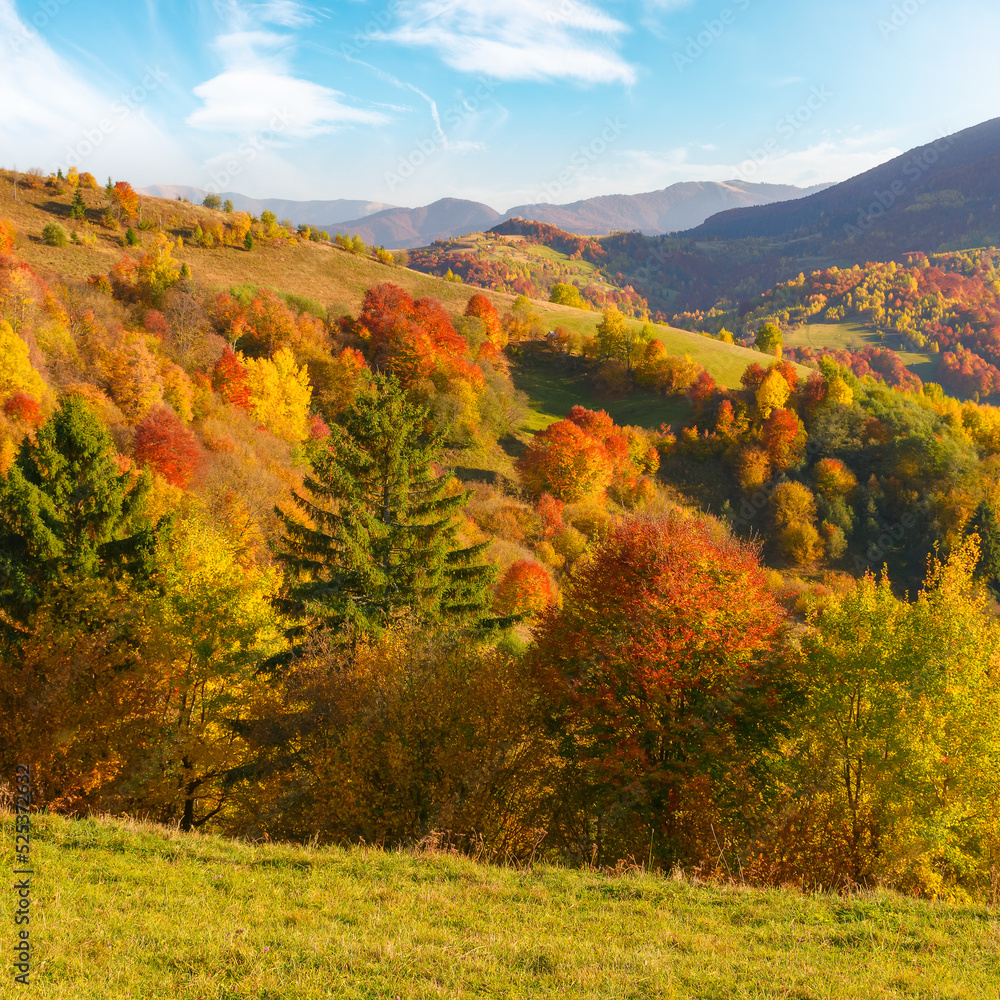 forested hills of carpathian countryside in autumn. colorful scenery on a sunny afternoon in mountains. fluffy clouds on the blue sky