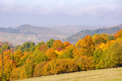 colorful forest on the hill. beautiful mountain scenery of carpathian countryside in forenoon light