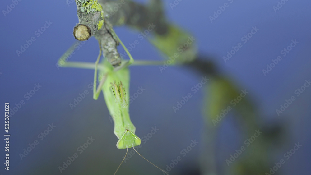 Naklejka premium Closeup frontal portrait of Green praying mantis hangs under tree branch and looks at on camera lens on green grass and blue sky background. European mantis (Mantis religiosa)