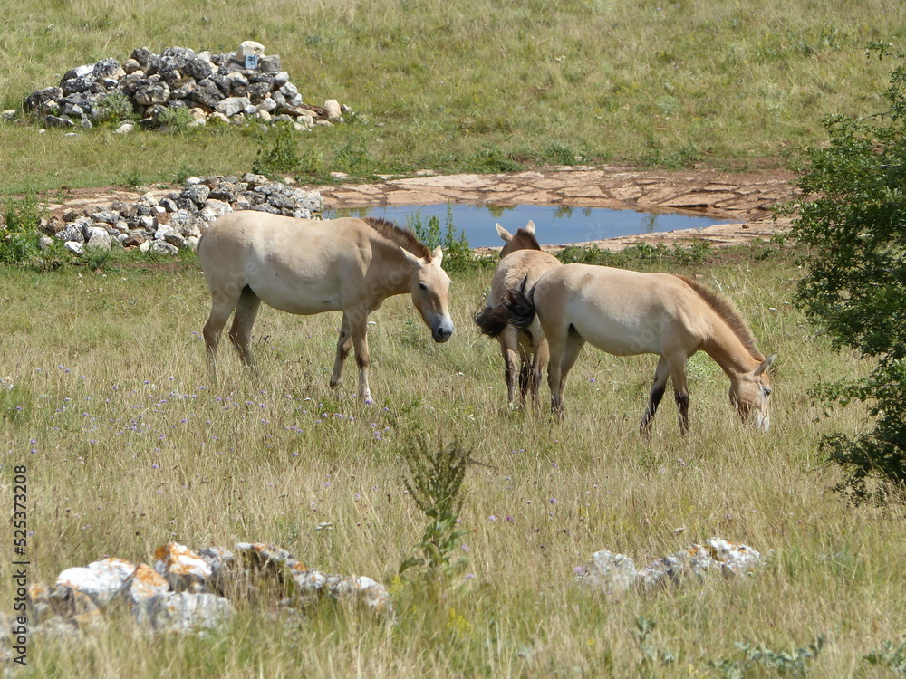 Obraz premium Cheval de Przewalski