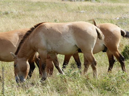 Cheval de Przewalski