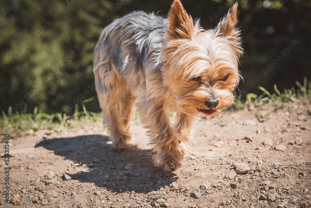 Hund / Sommer / heiß Hund / Sommer / heiß