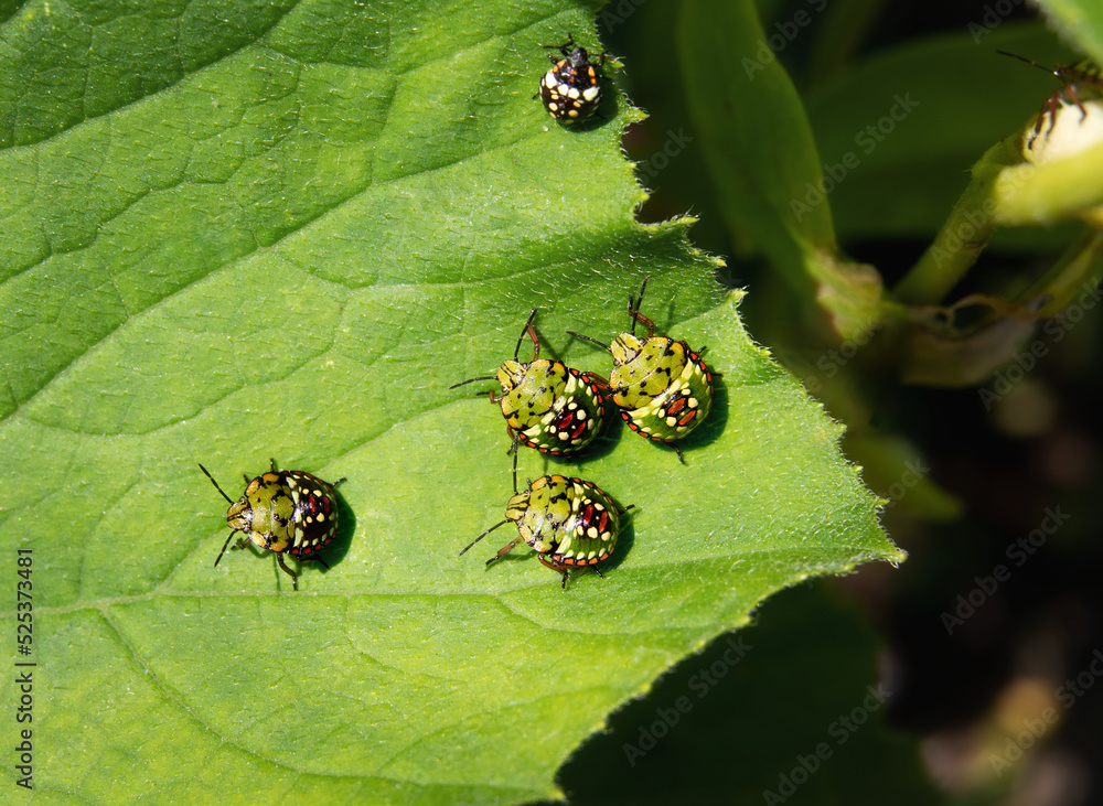 Southern green stink bug babies on zucchini leaf. Group of 5th and 3th ...