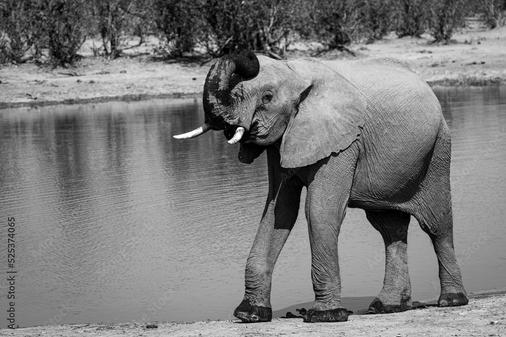 Obraz premium Baby Elephant drinking in a lake, Okavongo Delta, Bostawana, August 2022