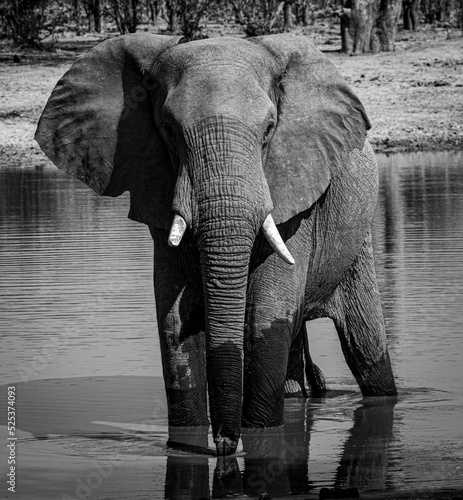 Elephant in a lake, Okavongo Delta, Bostawana, August 2022 photo