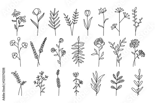 Minimalist doodle flower branches. Botanical decorative leaves, simple hand drawn floral collection. Vector isolated set