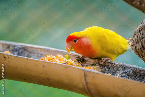 An Amazonian red and yellow parrot eating photo