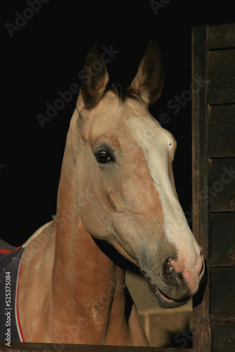 Palomino coloured horse, with head over stable door, in evening sunshine