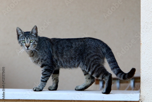 The domestic cat is a mammal of the cat family of the carnivora order. © shimon