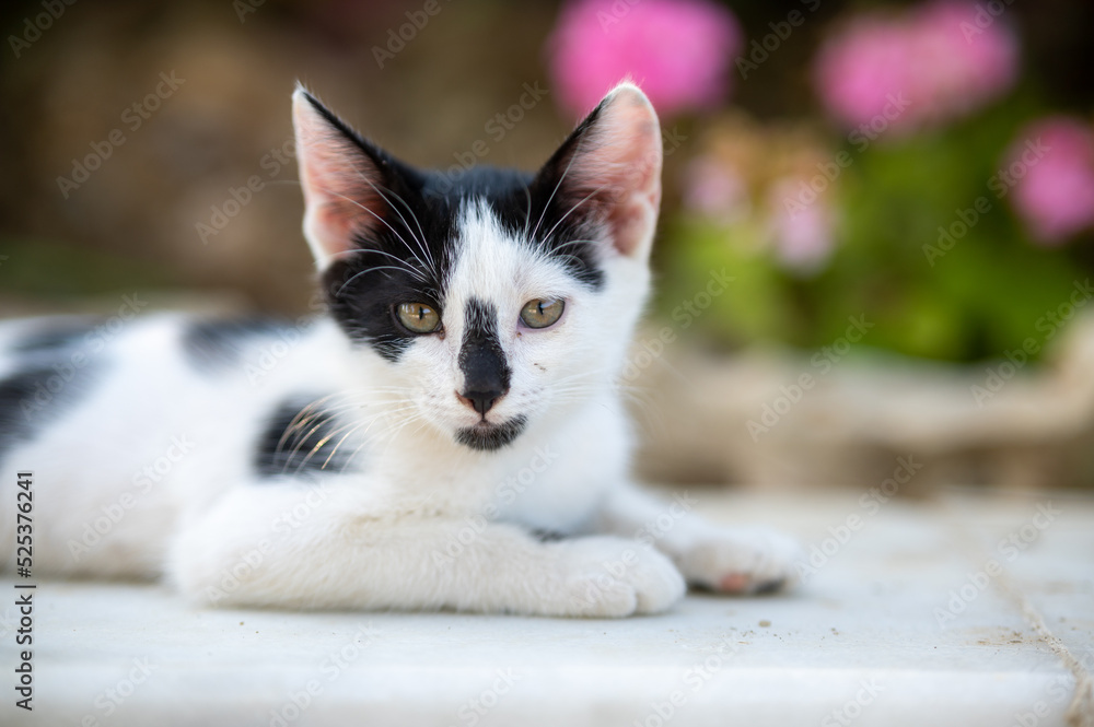 Cute young cat 