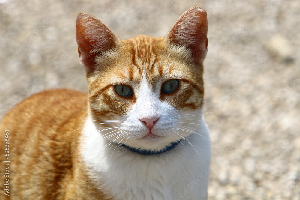 The domestic cat is a mammal of the cat family of the carnivora order. The domestic cat is a mammal of the cat family of the carnivora order.
