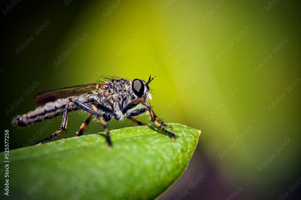 Naklejka premium Raubfliege ( Machimus sp. ).