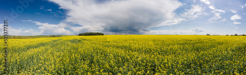 Panorama of an agricultural landscape of vast canola fields under a blue sky with storm clouds forming. 