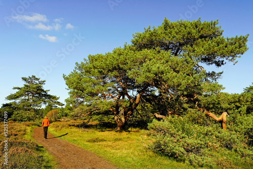 A woman walking in the North Holland dune reserve, Schoorlse Duinen, Netherlands. photo