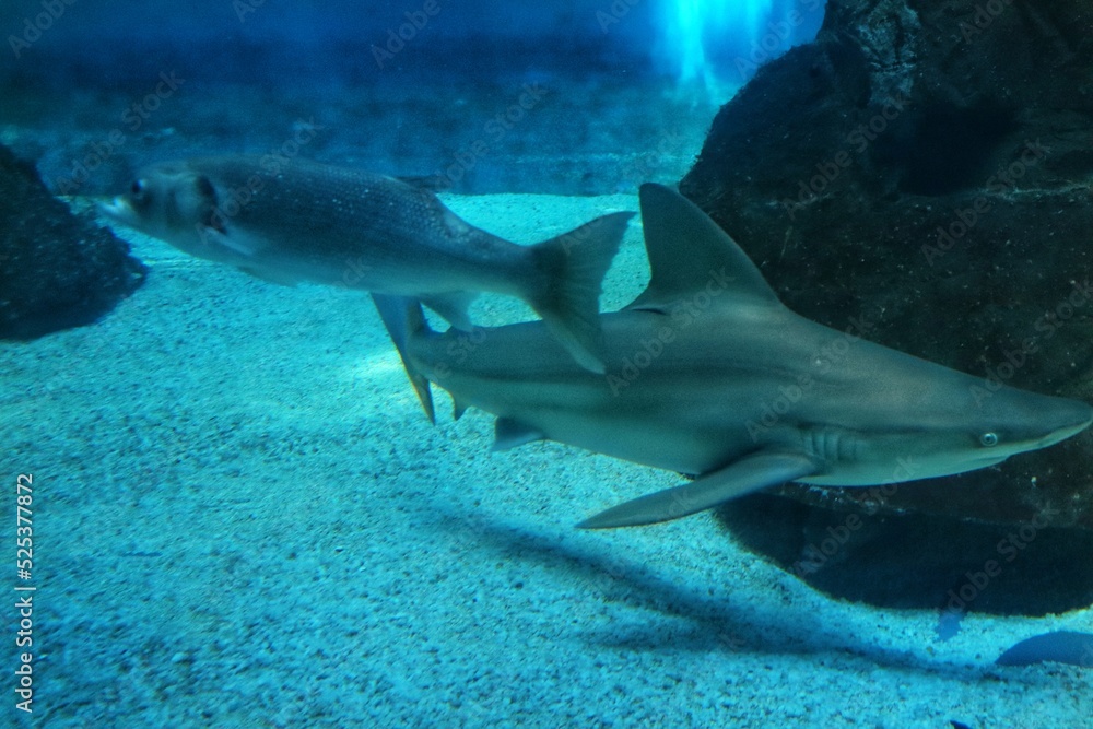 Fototapeta premium shark