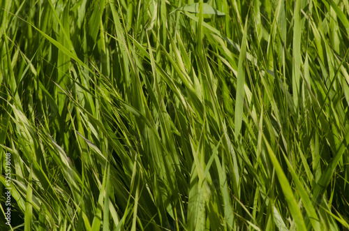 green grass background