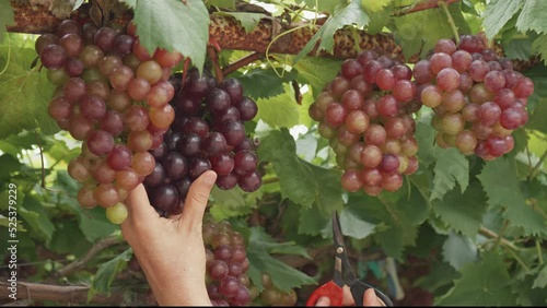 Asian senior woman farmer using cutting shears harvesting black Maroo seedless grapes from grapevine in organic vineyard.