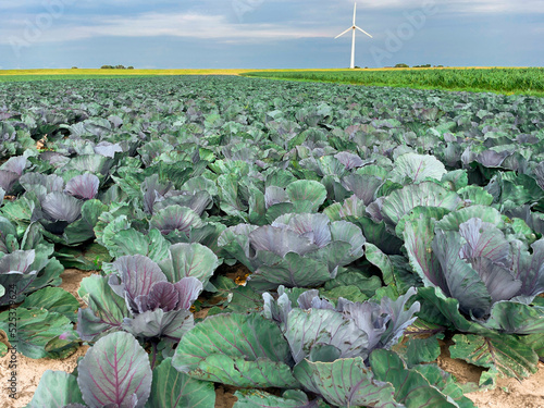 Agricultural field with many red cabbage plants. In the background is blue sky and a wind turbine. Field from Dithmarschen, Germany. photo