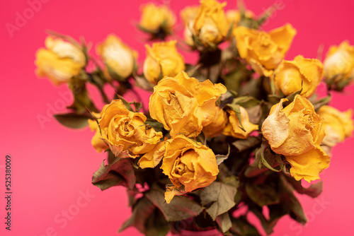 yellow dry roses on pink background