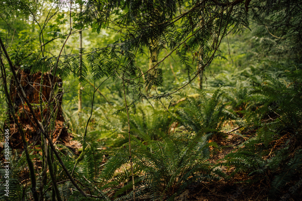 ferns, old trees in the forest ferns, old trees in the forest
