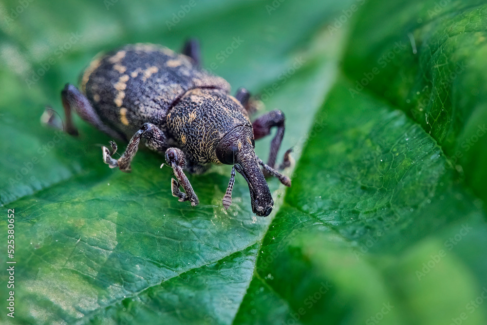 Fichtenrüsselkäfer ( Hylobius abietis ). Fichtenrüsselkäfer ( Hylobius abietis ).