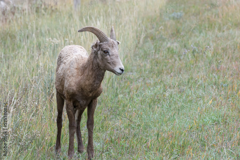 Young Bighorn Sheep, Ovis canadensis, on a hillside in Wyoming Young Bighorn Sheep, Ovis canadensis, on a hillside in Wyoming