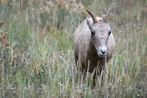 Bighorn Sheep, Ovis canadensis, on a hillside in Wyoming