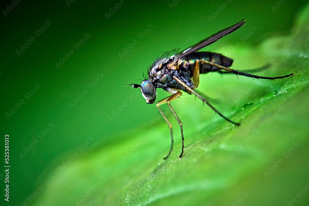 Langbeinfliege ( Dolichopodidae ). Langbeinfliege ( Dolichopodidae ).