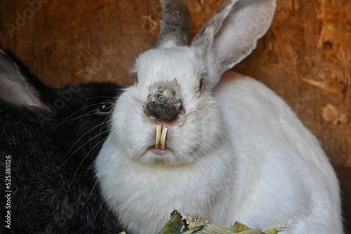 Sick rabbit with overgrown teeth. rabbit after an illness. malocclusion.