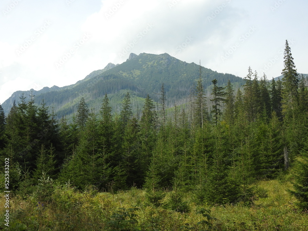 forest and the mountains Tatry, Poland