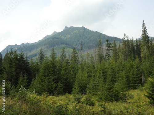 Fototapeta Naklejka Na Ścianę i Meble -  forest and the mountains Tatry, Poland