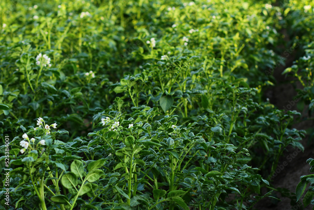 Obraz premium potato field during potato flowering. agriculture, cultivation of natural food on an industrial scale