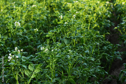 potato field during potato flowering. agriculture, cultivation of natural food on an industrial scale