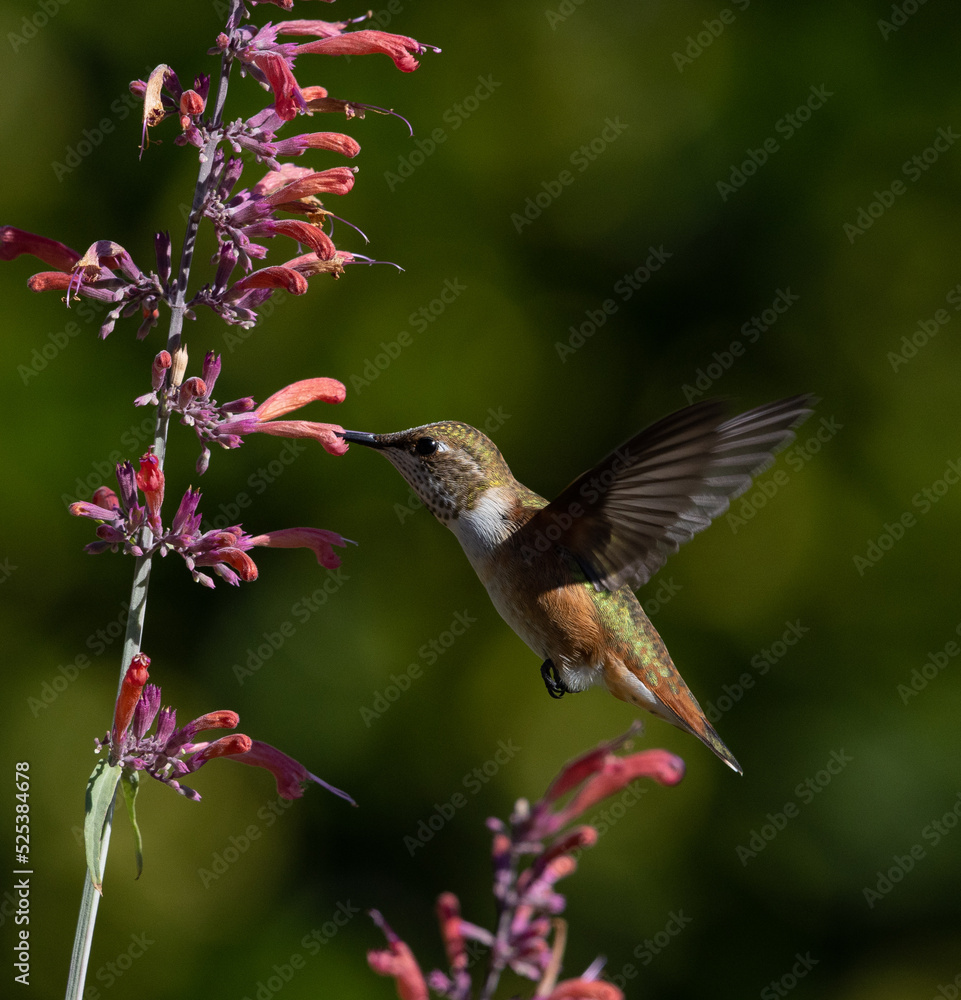 hummingbird feeding on flower