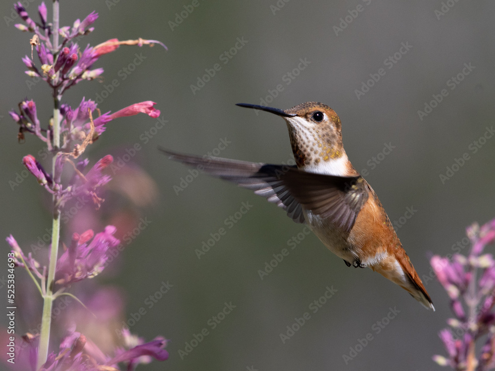 hummingbird feeding on flower