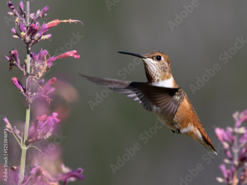 Obraz na płótnie hummingbird feeding on flower w salonie
